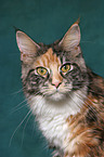 bunte Maine Coon Portrait