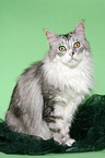 sitzender Maine Coon Kater