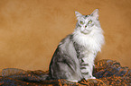 sitzender Maine Coon Kater