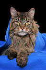 liegender Maine Coon Kater