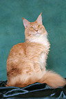 sitzender Maine Coon Kater