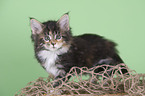 Maine Coon Ktzchen