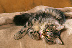 liegende Maine Coon