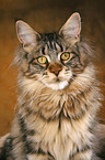 Maine Coon Portrait