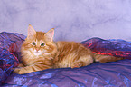 Maine Coon Ktzchen