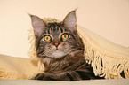 liegende Maine Coon