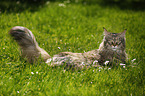 black-torbie-mackerel Maine Coon