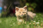 Maine Coon Ktzchen