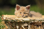 Maine Coon Ktzchen