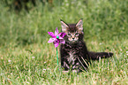 Maine Coon Ktzchen