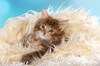 liegendes Maine Coon Ktzchen