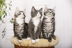 3 Maine Coon Ktzchen