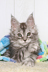 liegendes Maine Coon Ktzchen