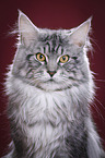 Maine Coon Kater