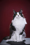 sitzende Maine Coon