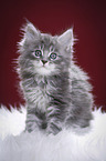 Maine Coon Ktzchen