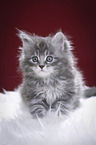 Maine Coon Ktzchen