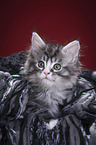 liegende Maine Coon