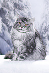 Maine Coon Kater