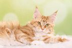 liegende Maine Coon