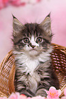 Maine Coon Ktzchen