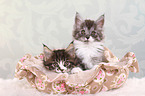 2 Maine Coon Ktzchen