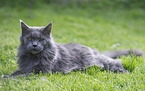 liegende Maine Coon