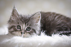 Maine Coon Ktzchen