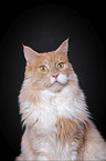 Maine Coon Portrait