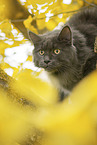 Maine Coon Portrait