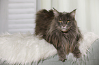 liegende Maine Coon