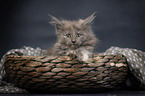 Maine Coon Ktzchen