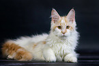 liegende Maine Coon