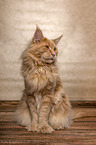 rote Maine Coon