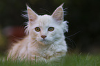 junge Maine Coon