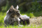 Maine Coon