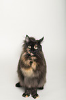 Maine Coon