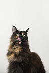 Maine Coon