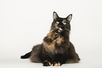 Maine Coon