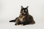 Maine Coon