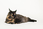 Maine Coon