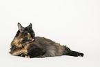 Maine Coon