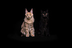 Maine Coon