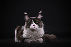 Maine Coon