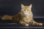 Maine Coon