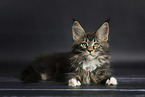 Maine Coon Ktzchen