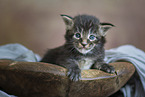 Maine Coon Ktzchen