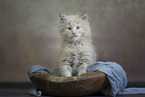 Maine Coon Ktzchen