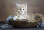 Maine Coon Ktzchen