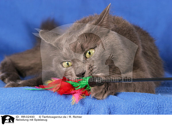 Nebelung mit Spielzeug / cat with toy / RR-02490